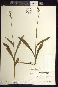 Platanthera huronensis image