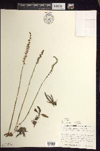 Spiranthes lacera image