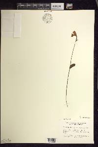 Pogonia ophioglossoides image