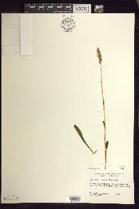 Spiranthes romanzoffiana image