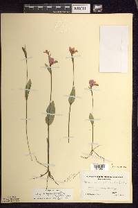 Pogonia ophioglossoides image