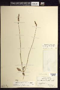 Spiranthes lacera image