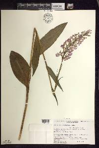 Platanthera psycodes image