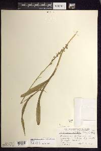 Platanthera dilatata var. dilatata image