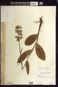 Platanthera psycodes image