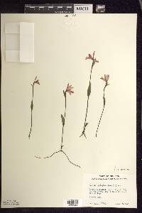 Pogonia ophioglossoides image