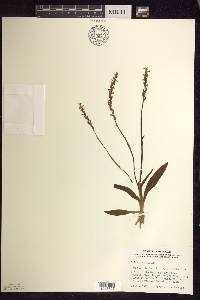 Spiranthes lucida image