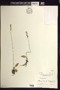 Spiranthes lacera image