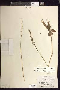 Spiranthes lacera image