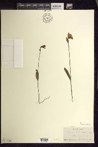 Pogonia ophioglossoides image