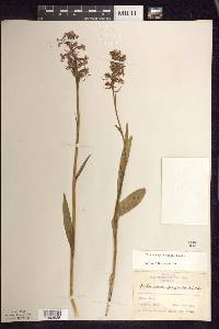 Platanthera psycodes image