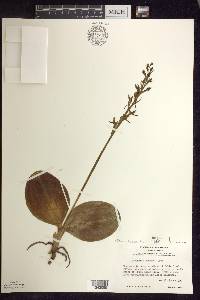 Platanthera hookeri image