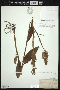 Platanthera psycodes image