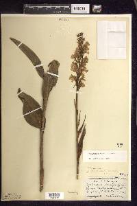 Platanthera psycodes image