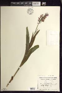 Platanthera psycodes image