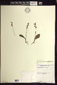 Platanthera obtusata image