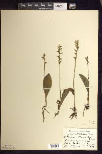 Platanthera obtusata image