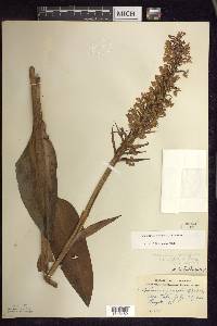 Platanthera psycodes image