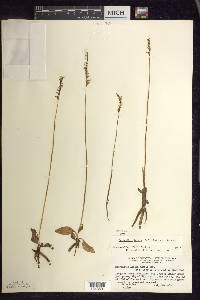 Spiranthes lacera image