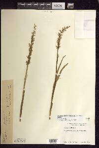 Platanthera dilatata var. dilatata image