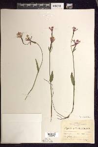 Pogonia ophioglossoides image