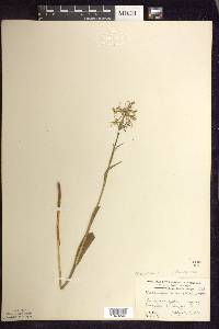 Platanthera lacera image