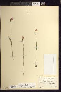 Pogonia ophioglossoides image