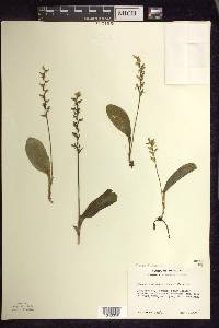 Platanthera obtusata image