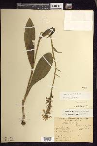 Platanthera psycodes image