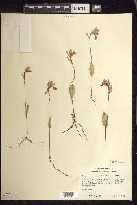 Pogonia ophioglossoides image