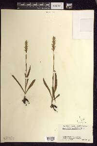 Spiranthes romanzoffiana image