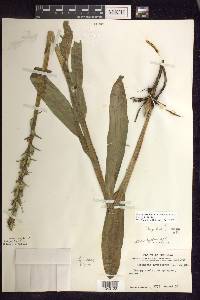 Platanthera huronensis image