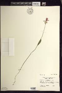 Pogonia ophioglossoides image