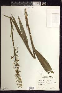 Platanthera lacera image