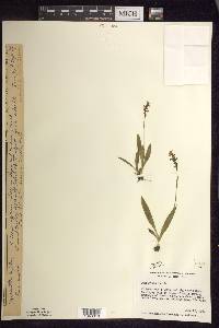 Spiranthes lucida image