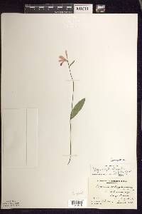 Pogonia ophioglossoides image