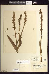 Platanthera dilatata image