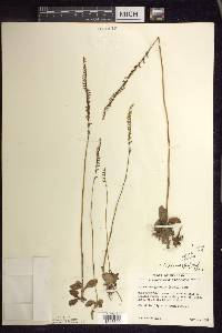 Spiranthes lacera image