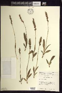 Spiranthes lucida image