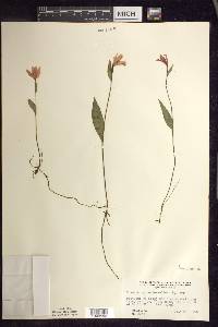 Pogonia ophioglossoides image