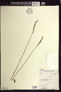 Spiranthes lacera image