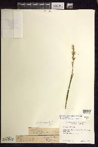 Platanthera dilatata image