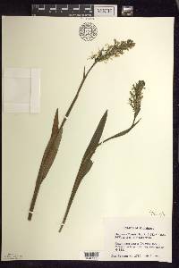 Platanthera lacera image