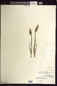 Spiranthes romanzoffiana image