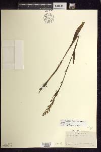 Platanthera dilatata var. dilatata image
