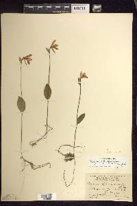 Pogonia ophioglossoides image