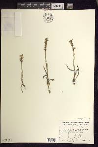 Spiranthes romanzoffiana image