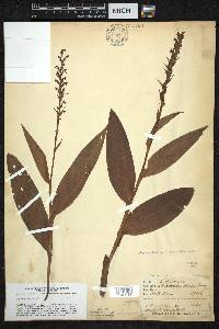 Platanthera flava image