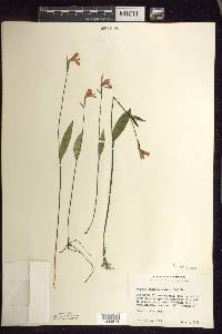 Pogonia ophioglossoides image