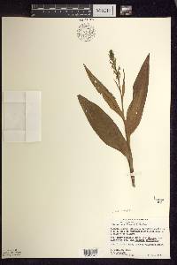 Platanthera flava image